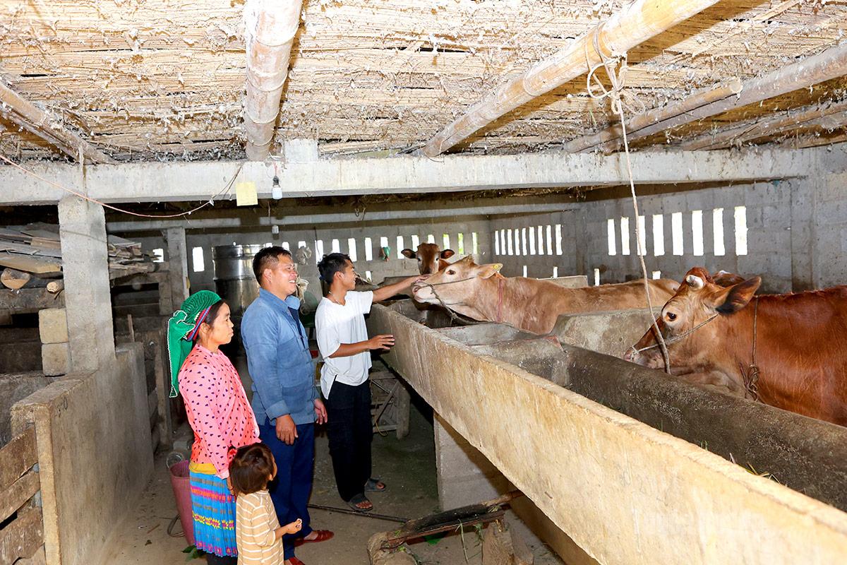 Gia đình anh Giàng Mí Sùng, thôn Hồng Ngài A phát triển kinh tế mô hình chăn nuôi tổng hợp, đem lại hiệu quả kinh tế cao.
