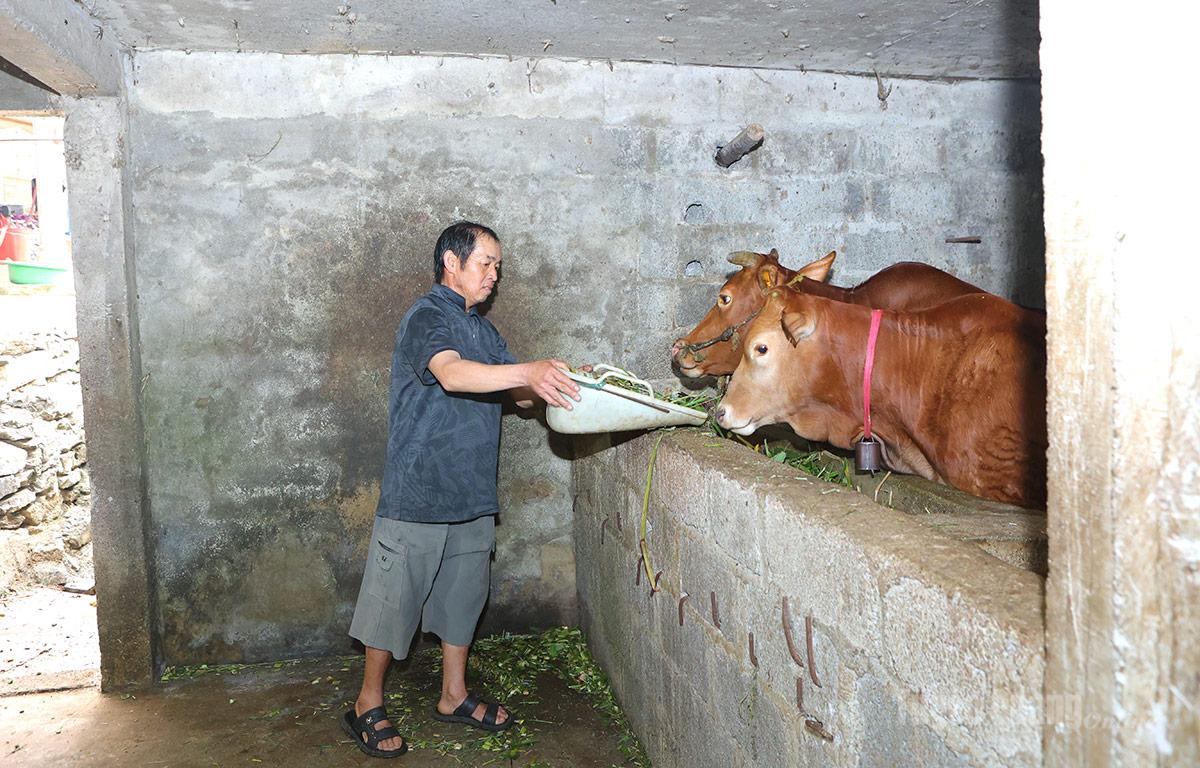 Ông Mua Chá Sỳ chăm sóc đàn bò của gia đình.