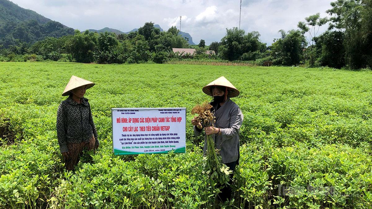 Mô hình trồng lạc trên địa bàn xã Minh Quang đạt năng suất, chất lượng cao.