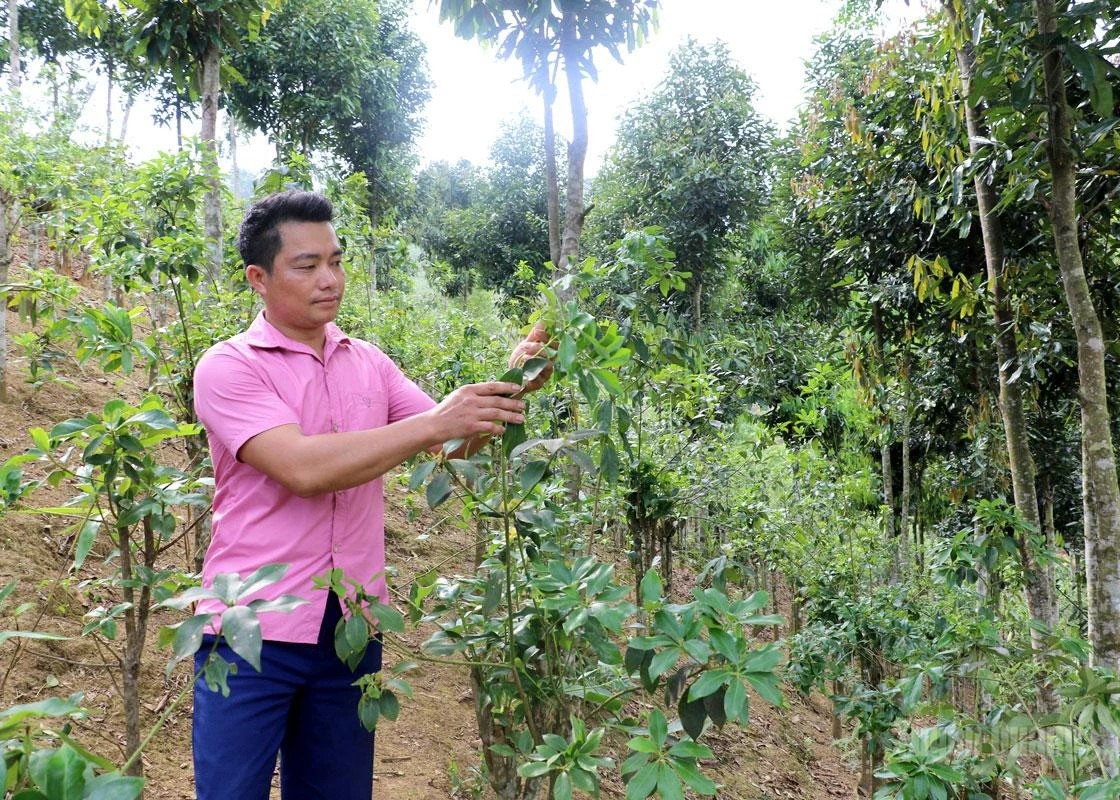 Nong Van Thach from Na Nom hamlet, Duong Hong Commune, tends to his family’s star anise plantation.