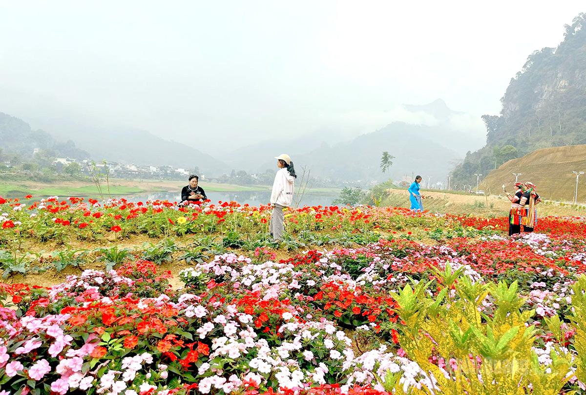 Trong sắc hoa ngập tràn hương gió, du khách thích thú ghi lại những bức hình lưu niệm giữa không gian vừa thanh bình vừa nên thơ.