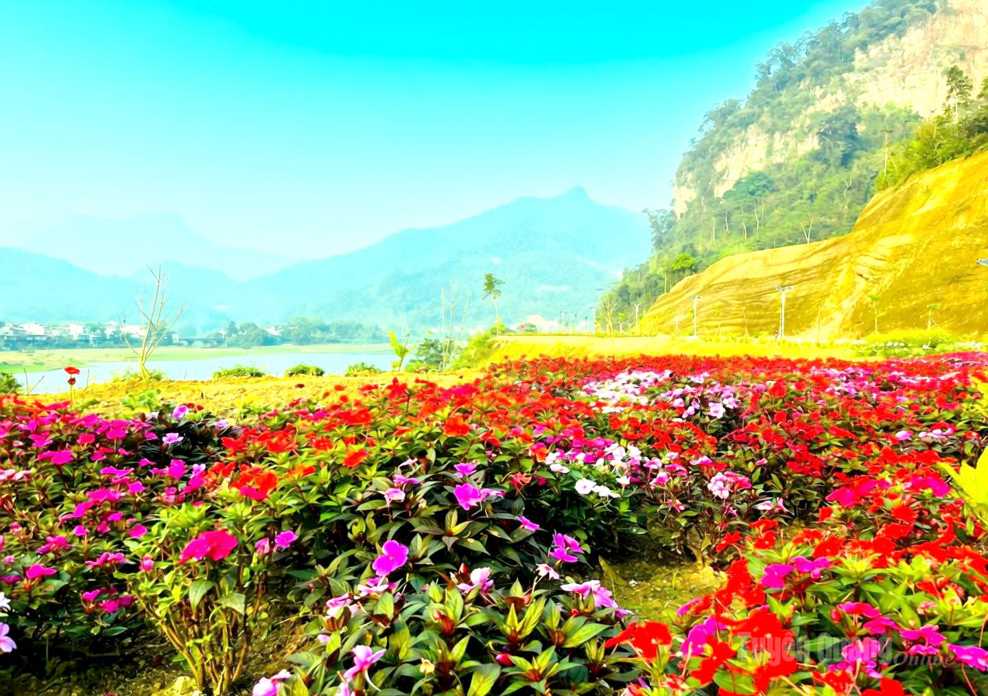 Muôn loài hoa khoe sắc trong nắng sớm, làm bừng sáng cả không gian ven bờ Nam sông Gâm bằng những gam màu rực rỡ của thiên nhiên.