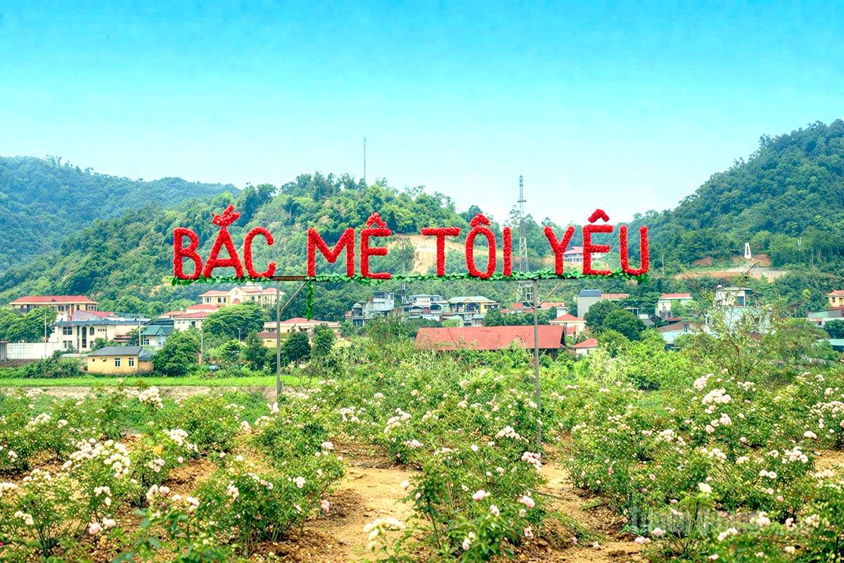 Giữa nhịp sống yên bình bên dòng sông Gâm hiền hòa, sắc hoa như thắp lên sức sống mới cho vùng quê.