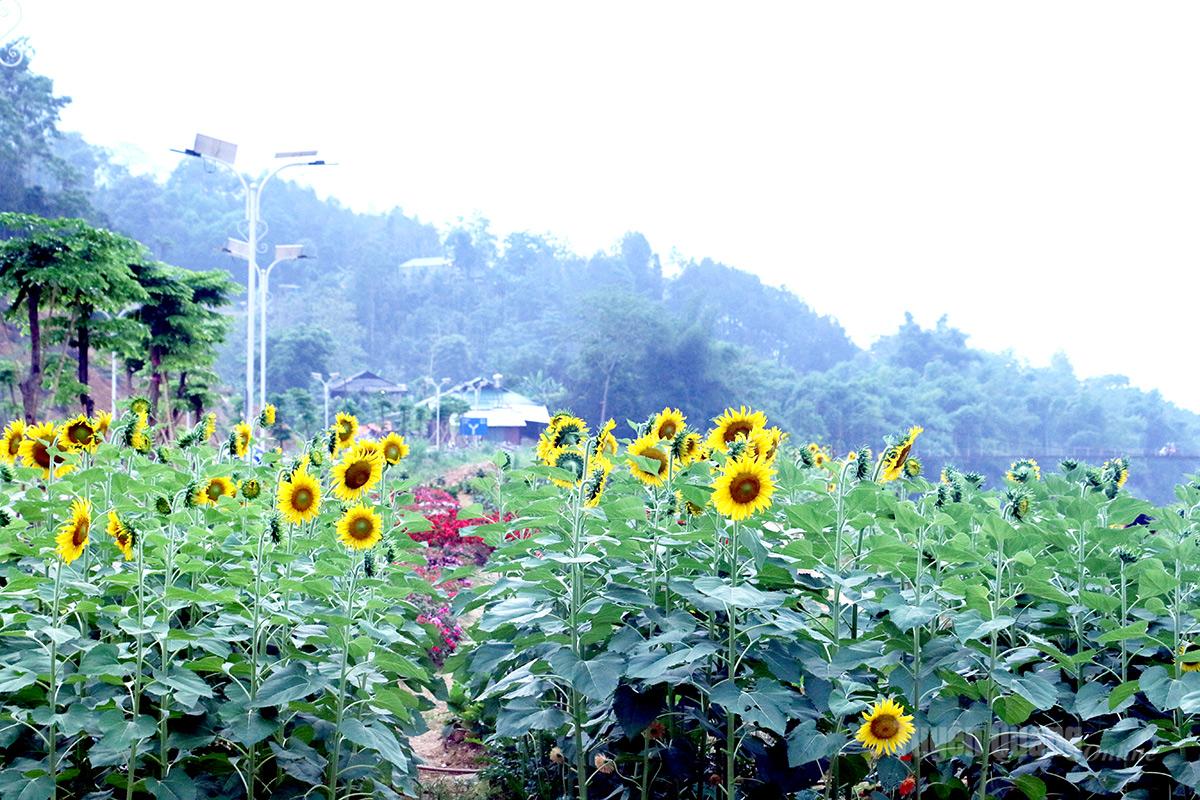 Hoa Hướng dương khoe sắc biểu tượng cho mặt trời và niềm tin vào tương lai.