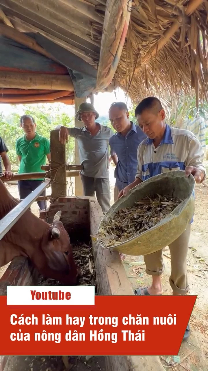C&aacute;ch l&agrave;m hay trong chăn nu&ocirc;i của n&ocirc;ng d&acirc;n Hồng Th&aacute;i