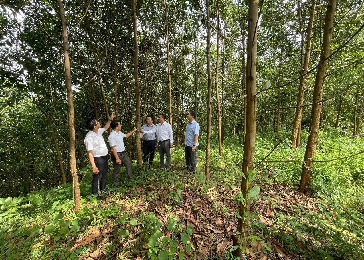 Leaders of Tan My Commune inspect FSC-certified forests in the area.