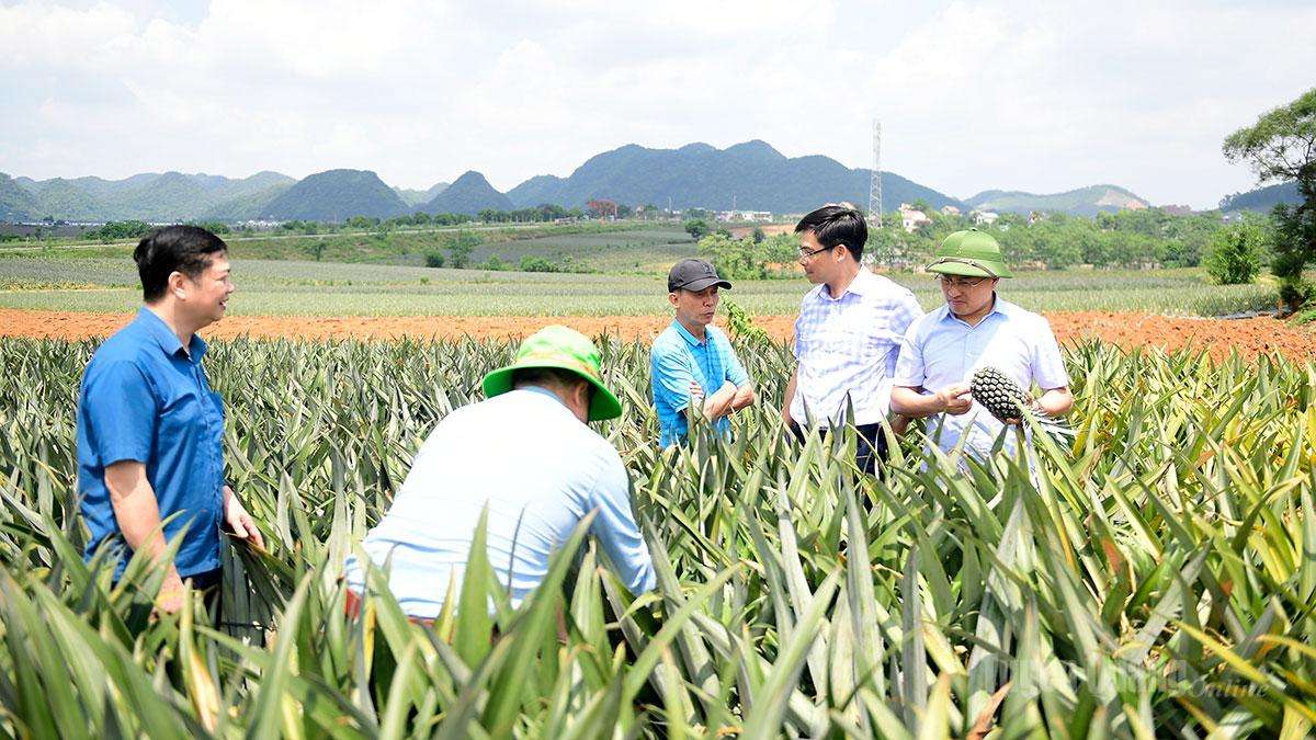 Đoàn công tác thăm vùng nguyên liệu của Công ty Cổ phần thực phẩm xuất khẩu Đồng Giao.