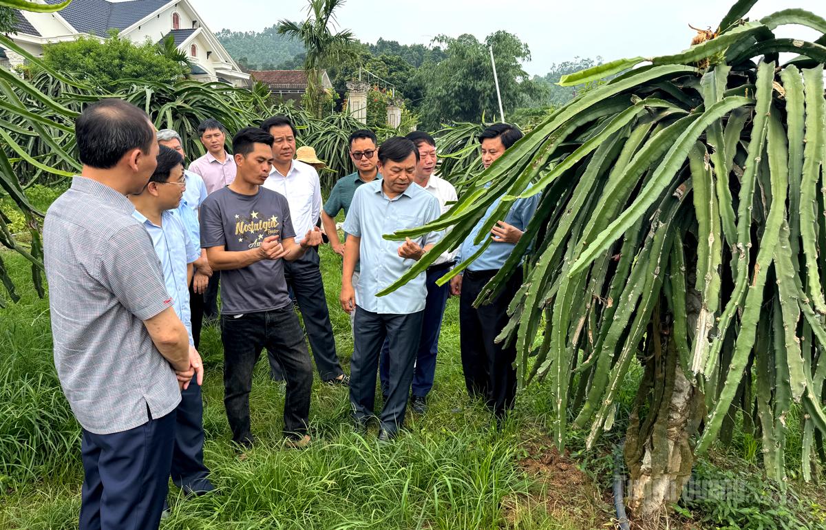 Đoàn công tác Bộ Nông nghiệp và Môi trường thăm mô hình trồng thanh long tại xã Sơn Thuỷ.