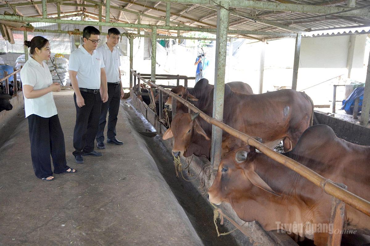 Mô hình chăn nuôi tuần hoàn của Hợp tác xã Hoàng Thức, xã Yên Nguyên bước đầu 
giảm thiểu tác động đến môi trường.
