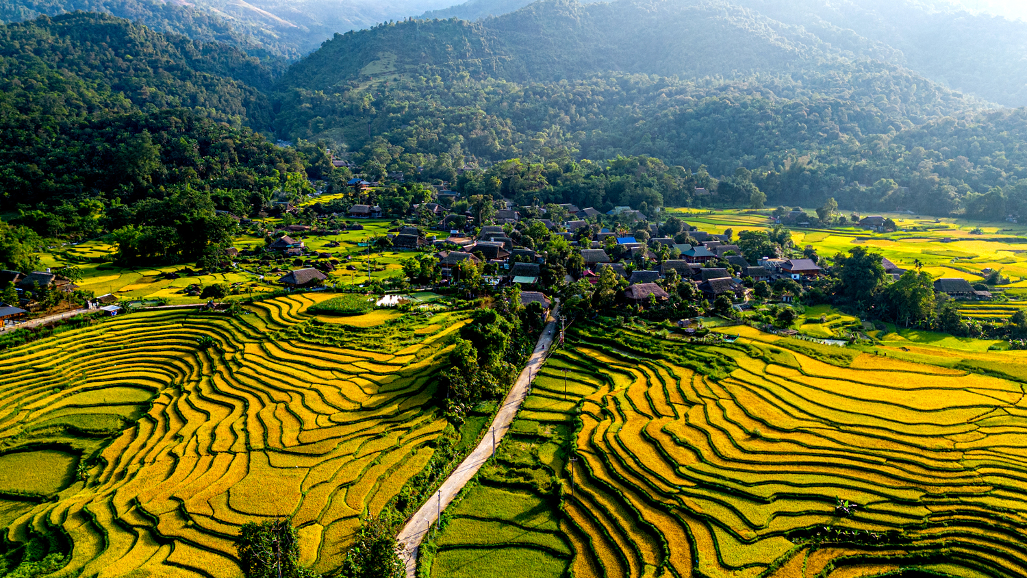 Mùa lúa chín tại thôn Hạ Thành, xã Phương Độ, thành phố Hà Giang