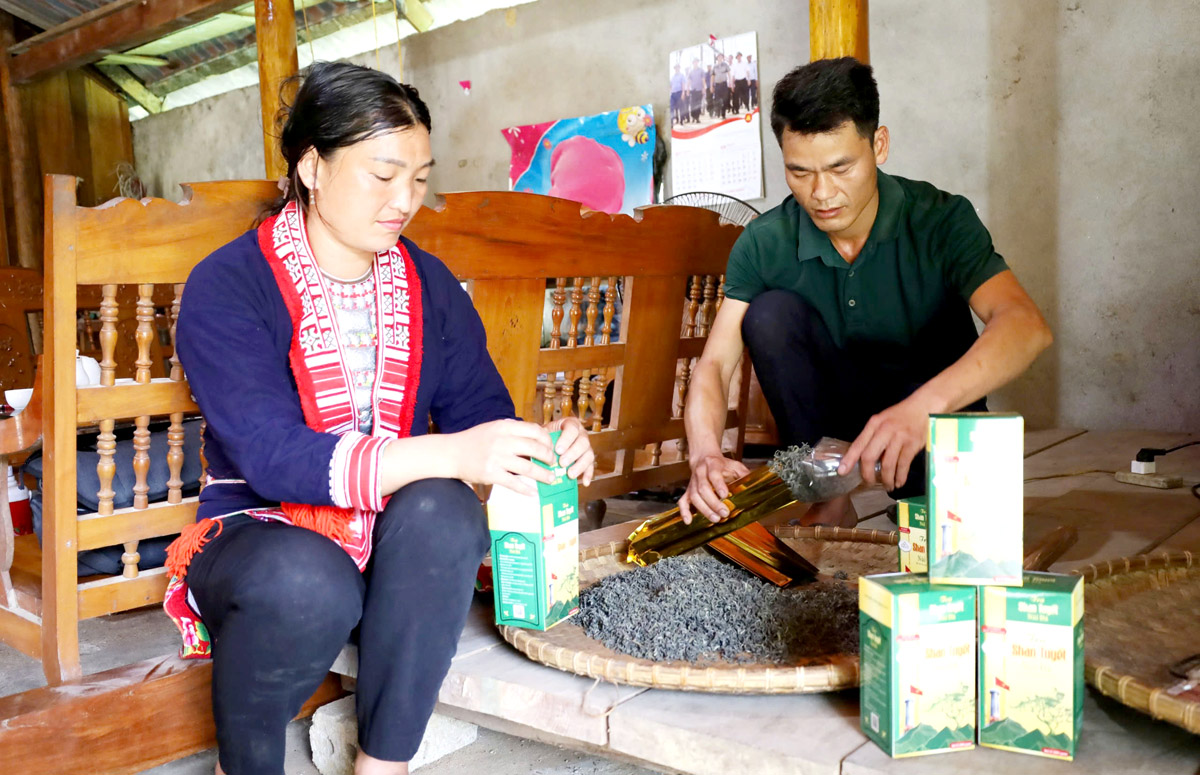Gia đình anh Phượng Chòi Chán, Hợp tác xã nông nghiệp Đại Thành đóng gói sản phẩm “Trà Shan tuyết núi đá”.
