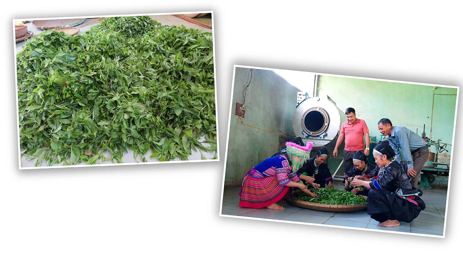 Shan snow tea is pre-processed and sorted before being taken for further processing.