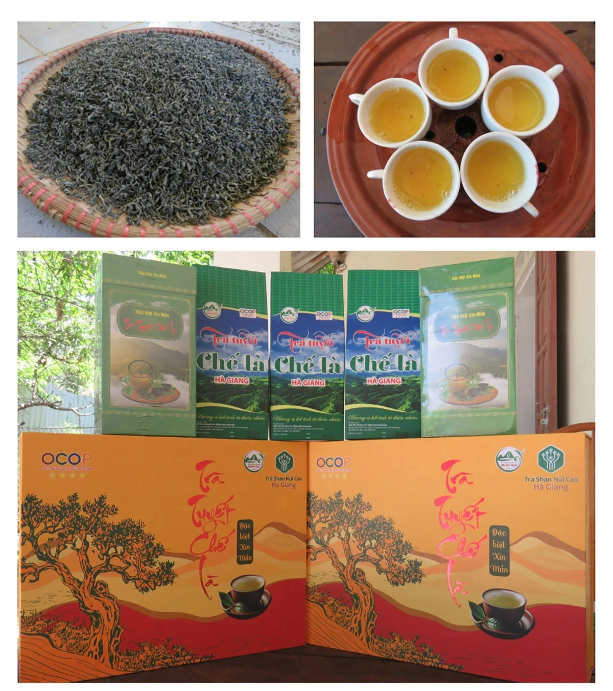 Che La Snow Tea is gradually affirming its brand, becoming a 4-star OCOP product of the locality.