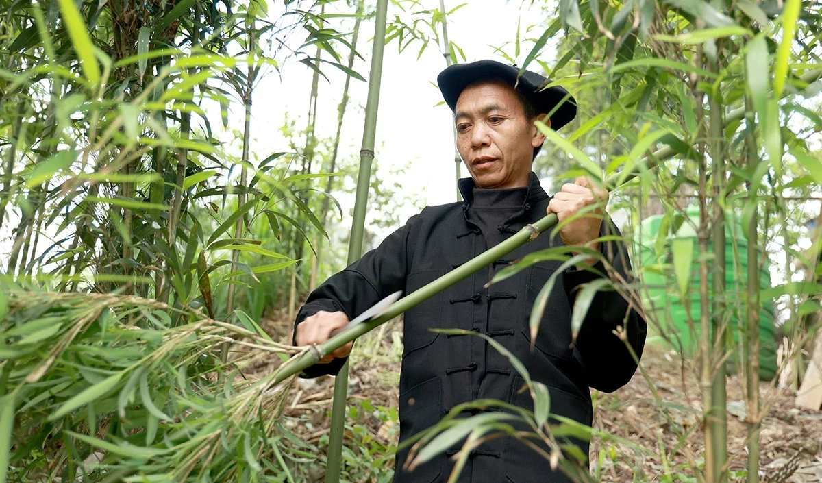 The first step in making a Hmong flute is selecting and harvesting suitable bamboo. Artisans must carefully choose straight bamboo stalks with the appropriate thickness and dimensions to form the instrument’s pipes.