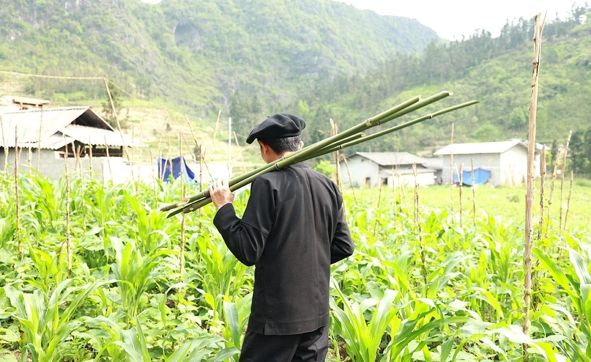 The bamboo grove located behind Giang No Gia’s house enables the family to secure part of the raw materials needed for crafting Hmong flutes.
