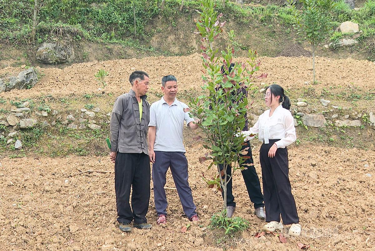 Cây mắc ca phát triển tốt, phù hợp với thổ nhưỡng, khí hậu xã Lũng Cú.