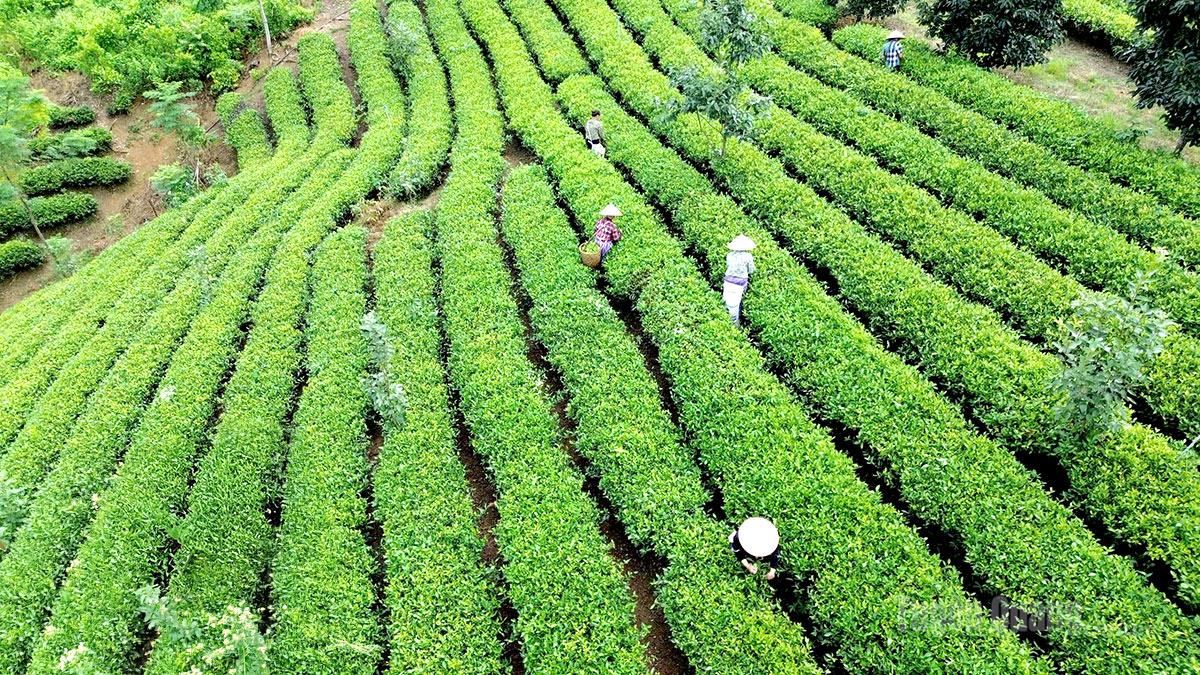 Người dân xã Tân Trào thu hái chè.