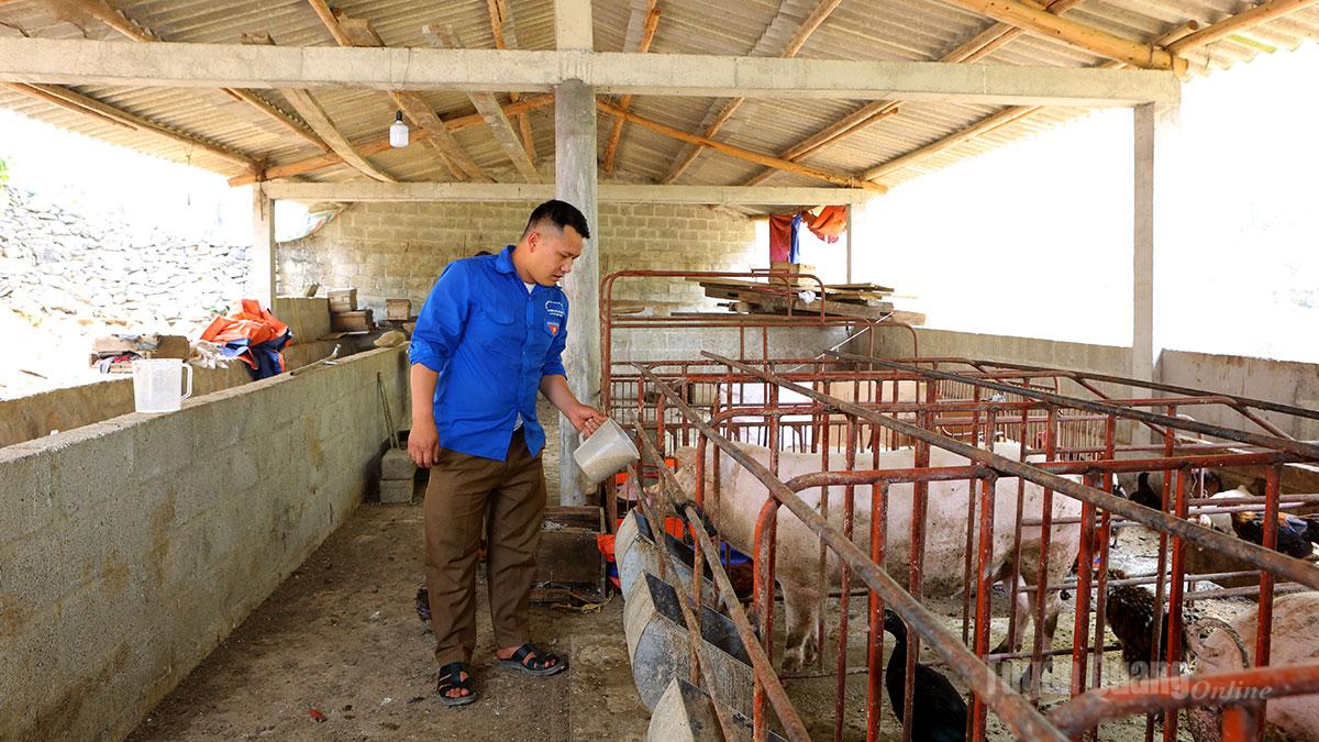 Anh Mua Mí Chá chăm sóc đàn lợn của gia đình.