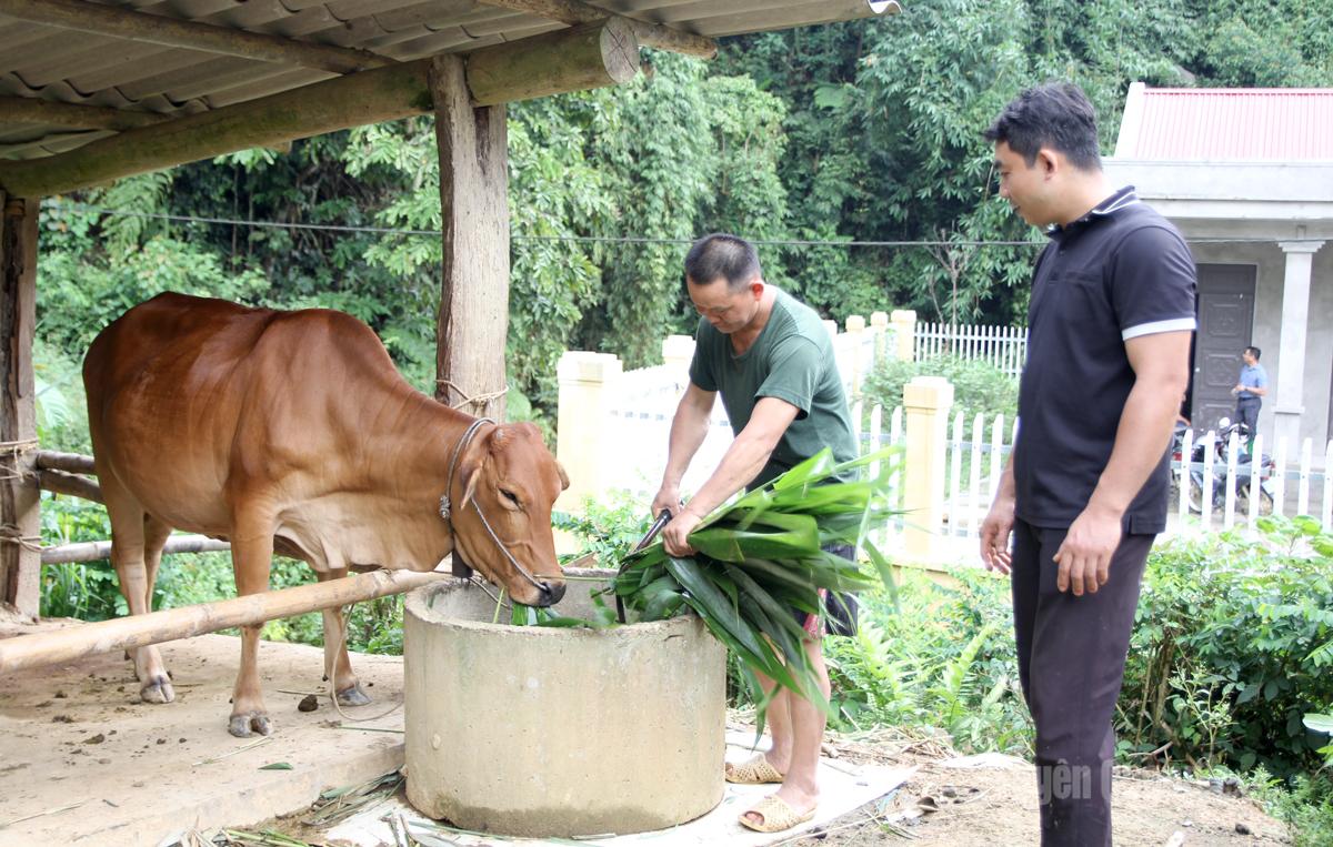 Người dân Khau Luông chăn nuôi phát triển kinh tế.