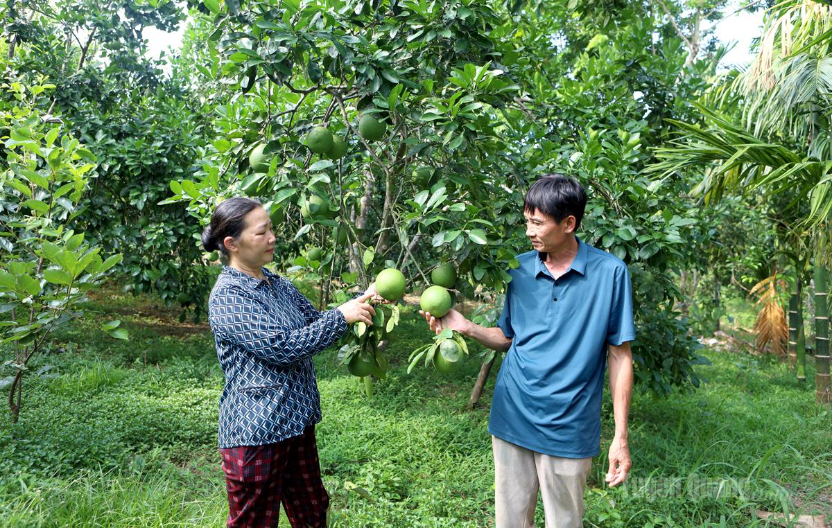 Chị Hoàng
Thị Ánh
kiểm tra vườn bưởi Soi Hà.