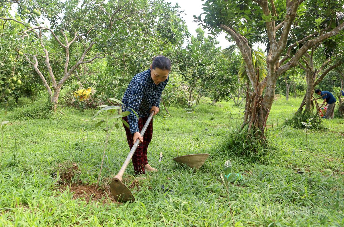 Chị Hoàng Thị Ánh chăm sóc cây trà hoa vàng dưới tán bưởi.