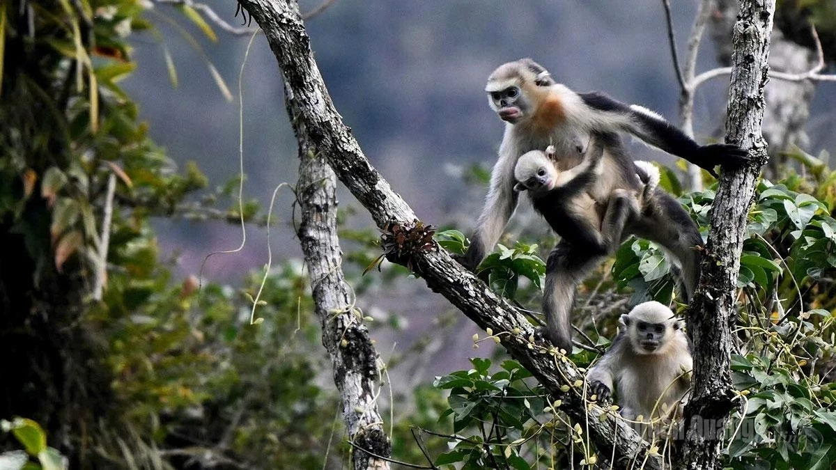 Visitors exploring Du Gia National Park have the opportunity to learn about the habitat of the Tonkin snub-nosed monkey.