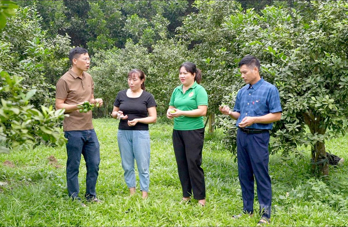 Chị Nguyễn Thị Hoài Trang (thứ 2 từ phải qua), Chủ tịch Hội Nông dân xã Hùng Đức 
nắm bắt tình hình ở cơ sở.