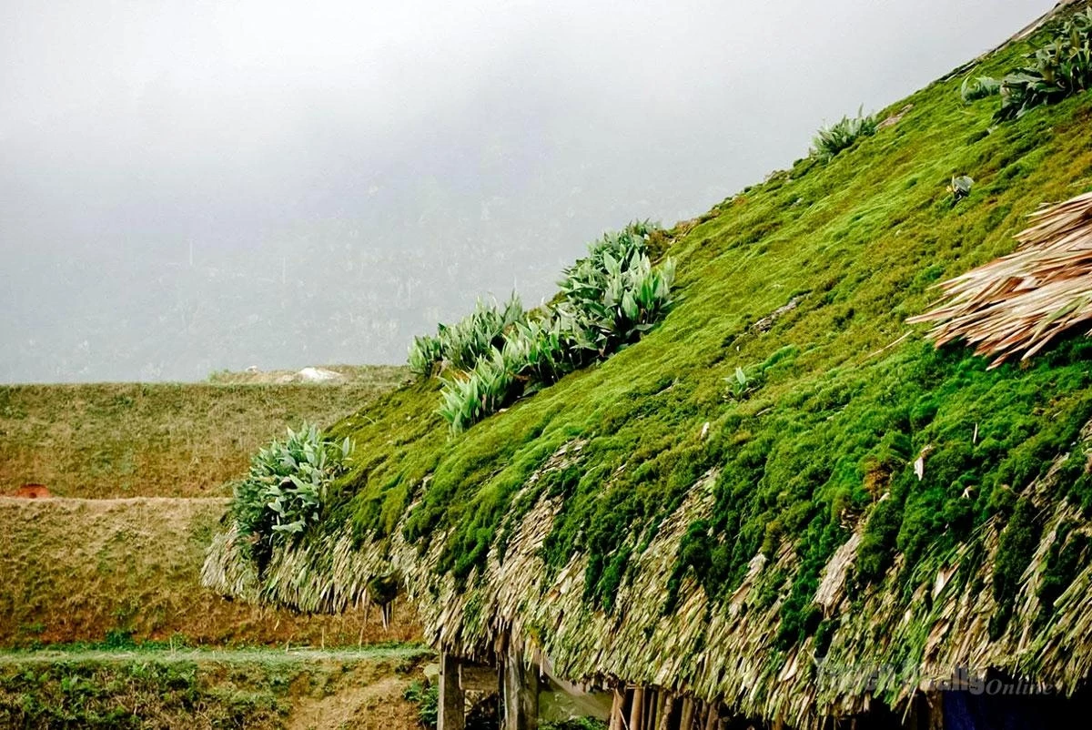 The cool year-round climate allows dense moss to thrive on the rooftops.