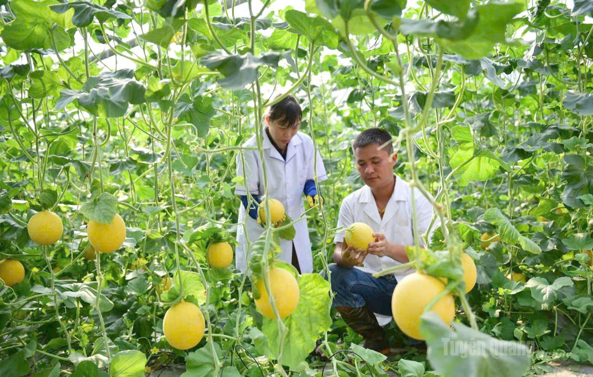 Mô hình trồng dưa lưới và các loại cây, rau trong nhà lưới của gia đình anh Nguyễn Việt Lâm đem lại giá trị kinh tế cao.