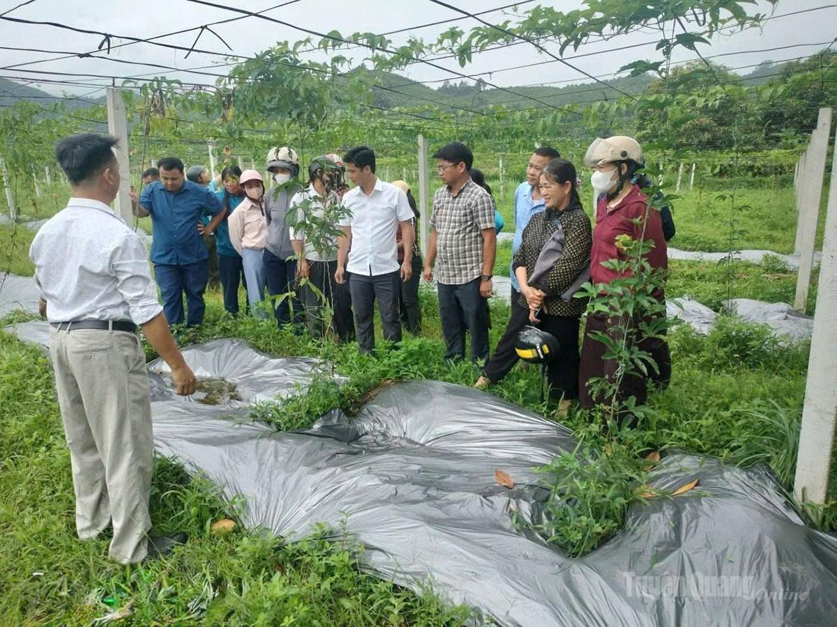 Cán bộ xã Trung Hà triển khai mô hình trồng gấc đến người dân.