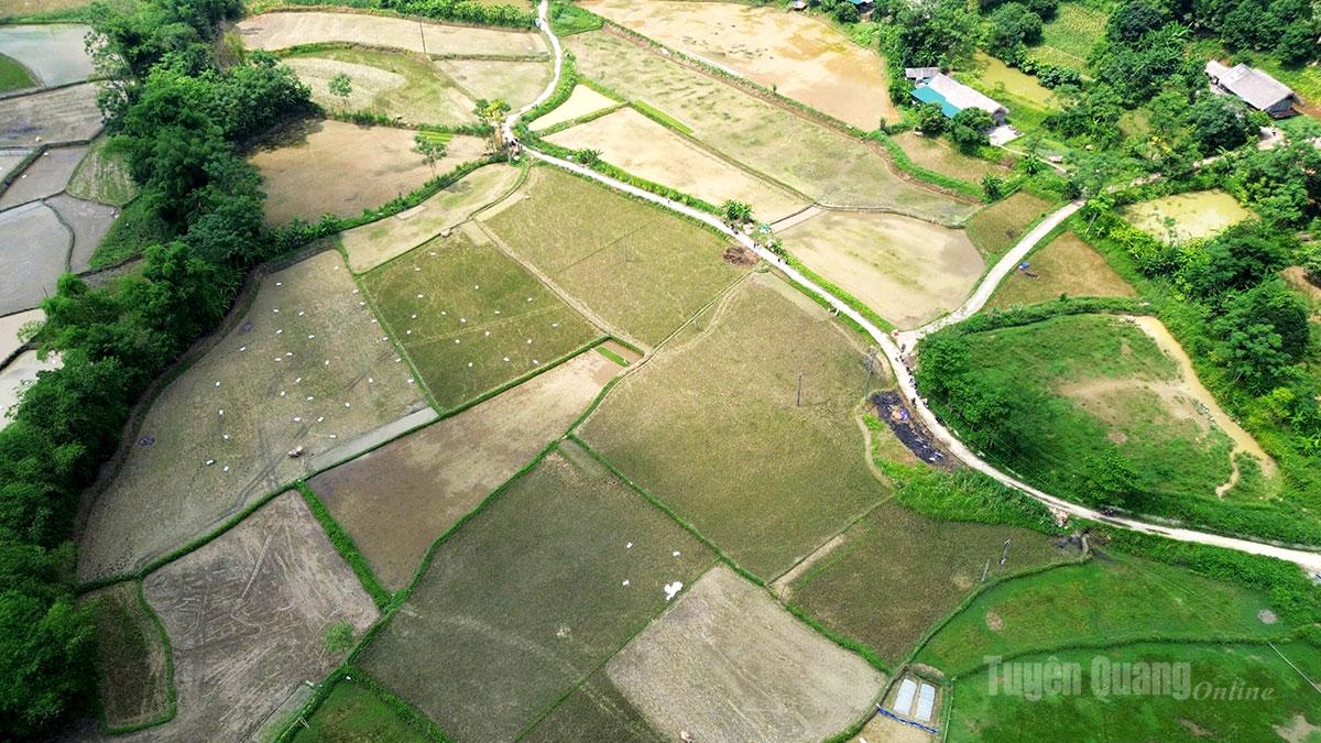 Nhiều thửa ruộng tại thôn Tân Thành 3 chưa thể cày bừa do thiếu nước.