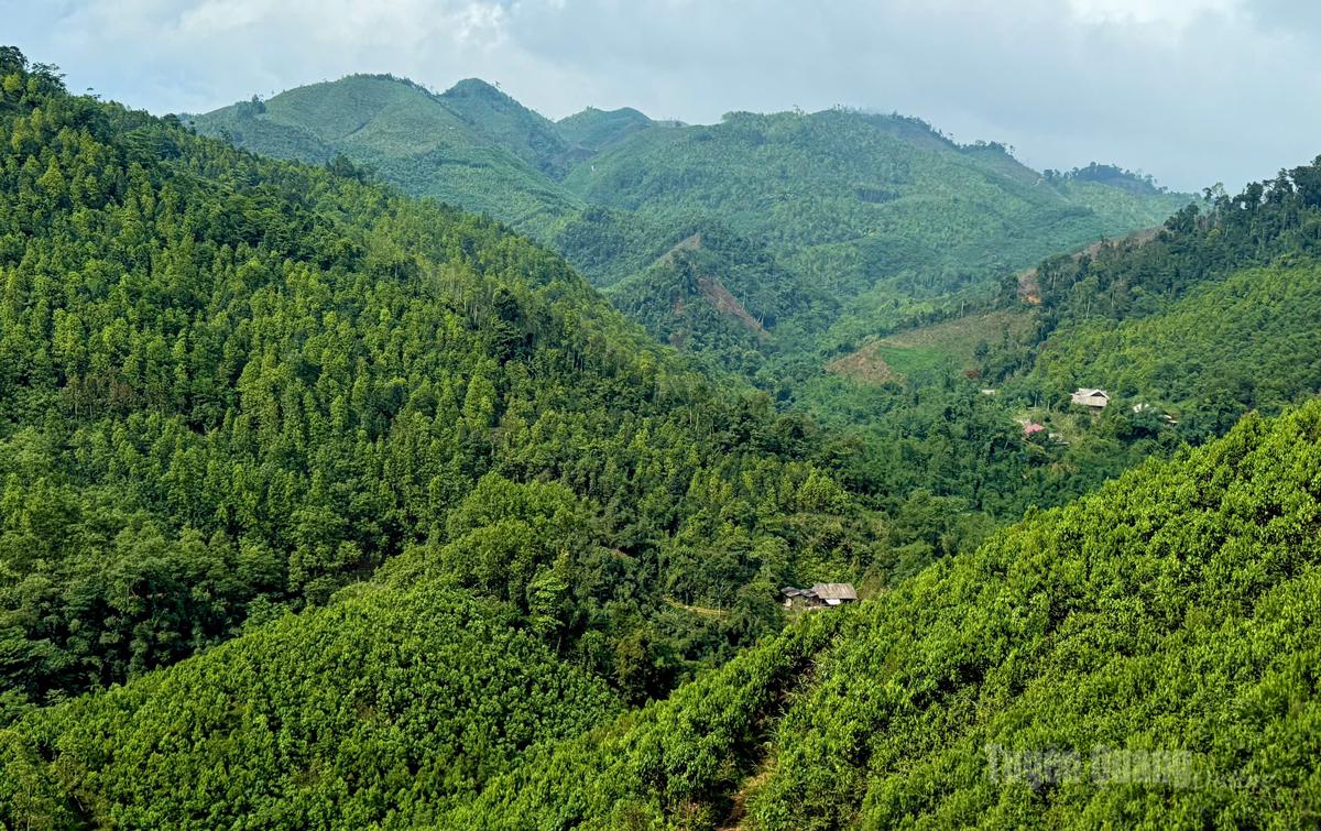 Những cánh rừng xanh tốt
ở Khau Luông.