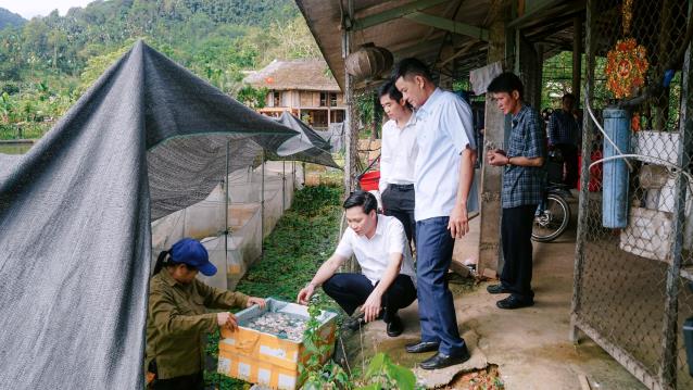 The black apple snail farming model is expected to create new economic opportunities for residents of Trung Village, Xuan Giang Commune.