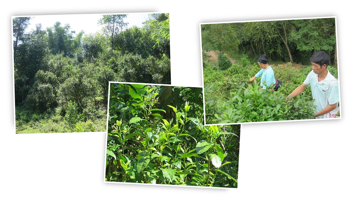 From small tea patches on steep slopes, tea plants gradually became closely tied to the lives of highland communities.