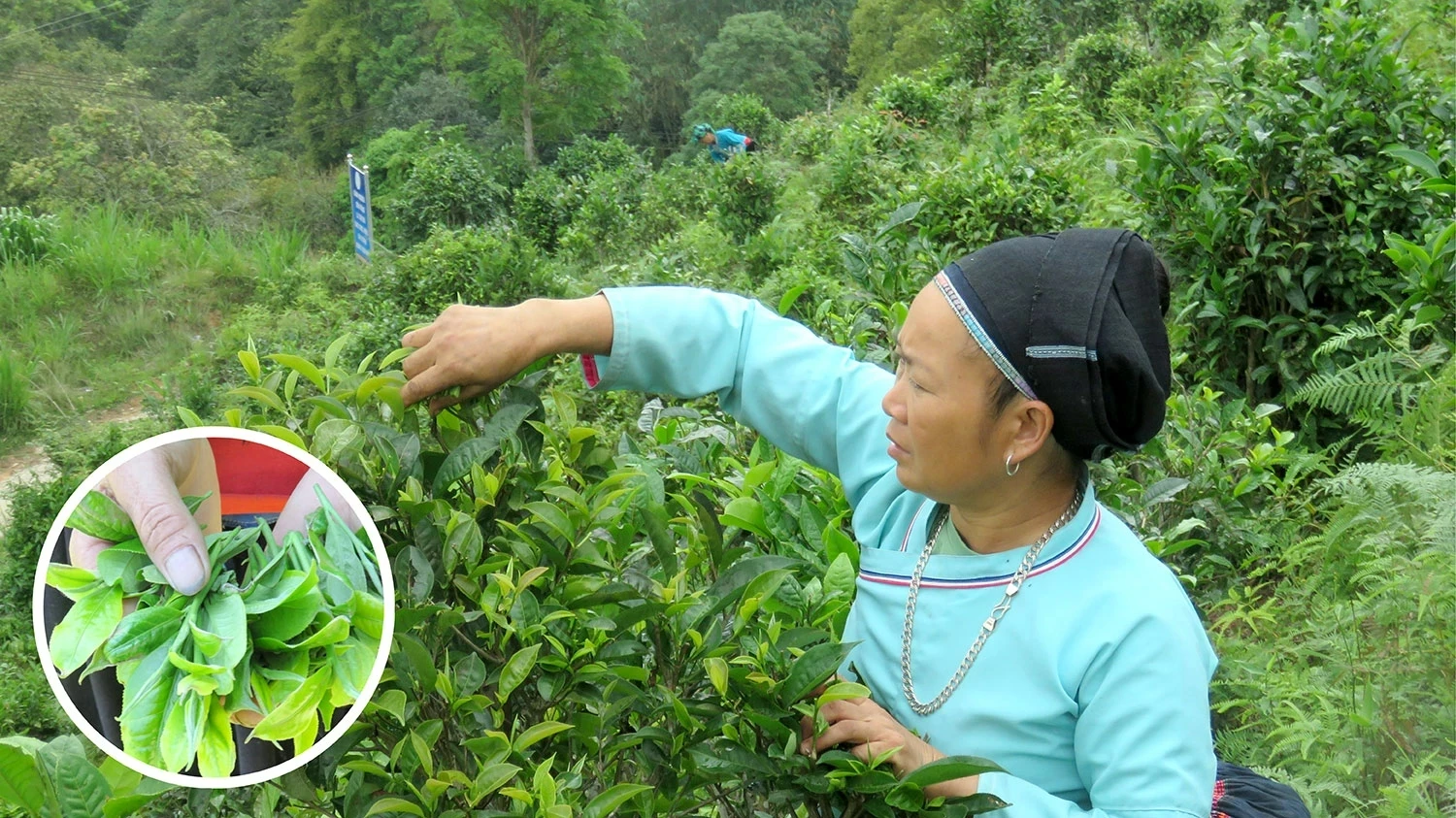 Tea harvesting has become an integral part of daily life and livelihoods for local people.