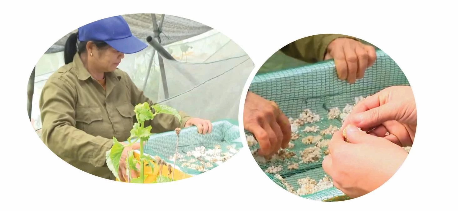 Farmers raising black apple snails have taken the initiative in producing seed stock and expanding production.