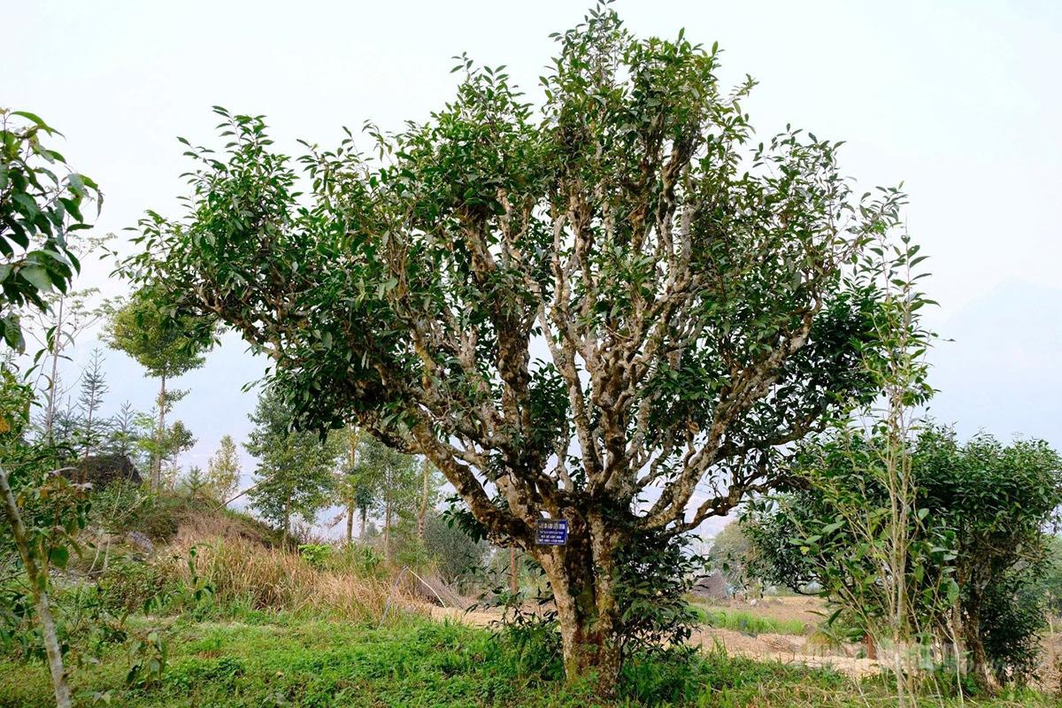 Những cây chè Shan tuyết cổ thụ hàng trăm năm tuổi được công nhận là Cây di sản ở khu vực các xã phía Tây của tỉnh.