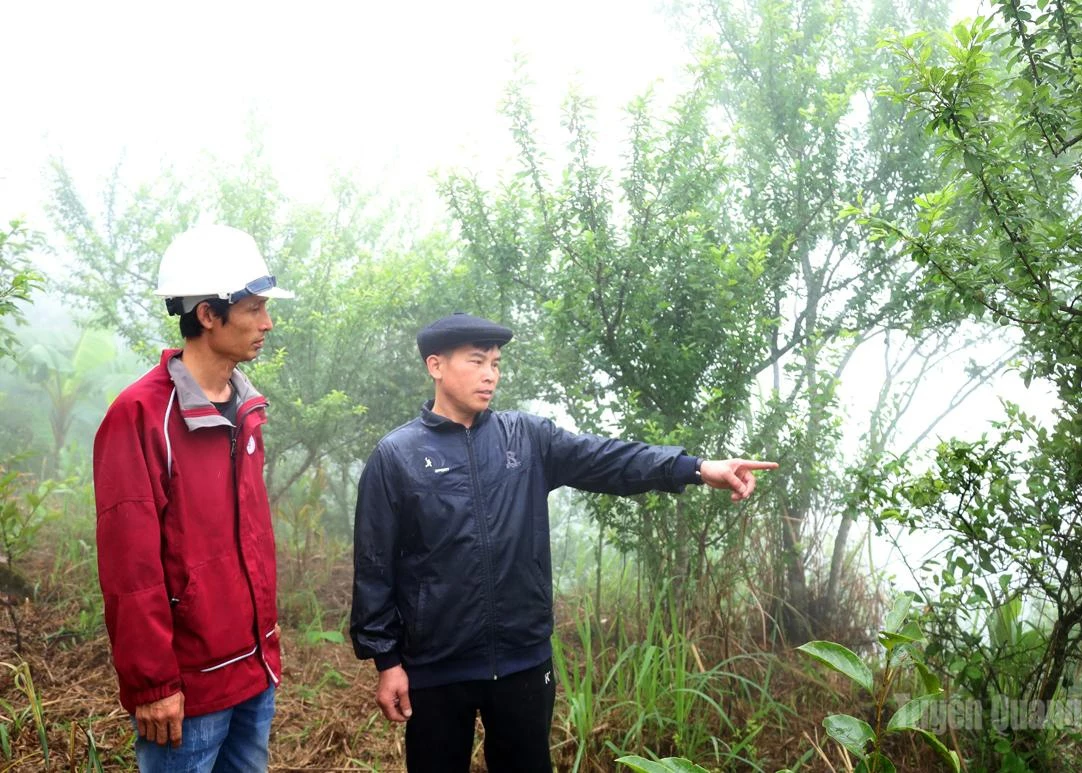Ly Ngoc Thanh shares his experience in developing the blood plum cultivation model with local people.