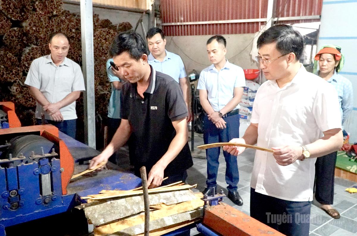 Đoàn công tác của Sở Nông nghiệp và Môi trường thăm mô hình sản xuất quế của hợp tác xã tại xã Cao Bồ.