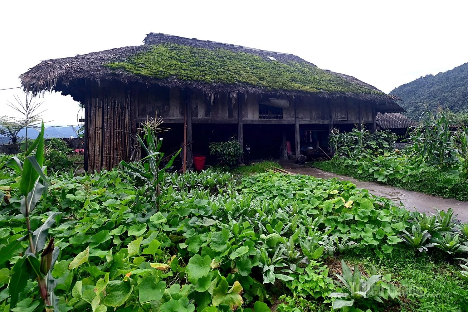 With its year-round humid climate, the area provides favorable conditions for vegetation to thrive.