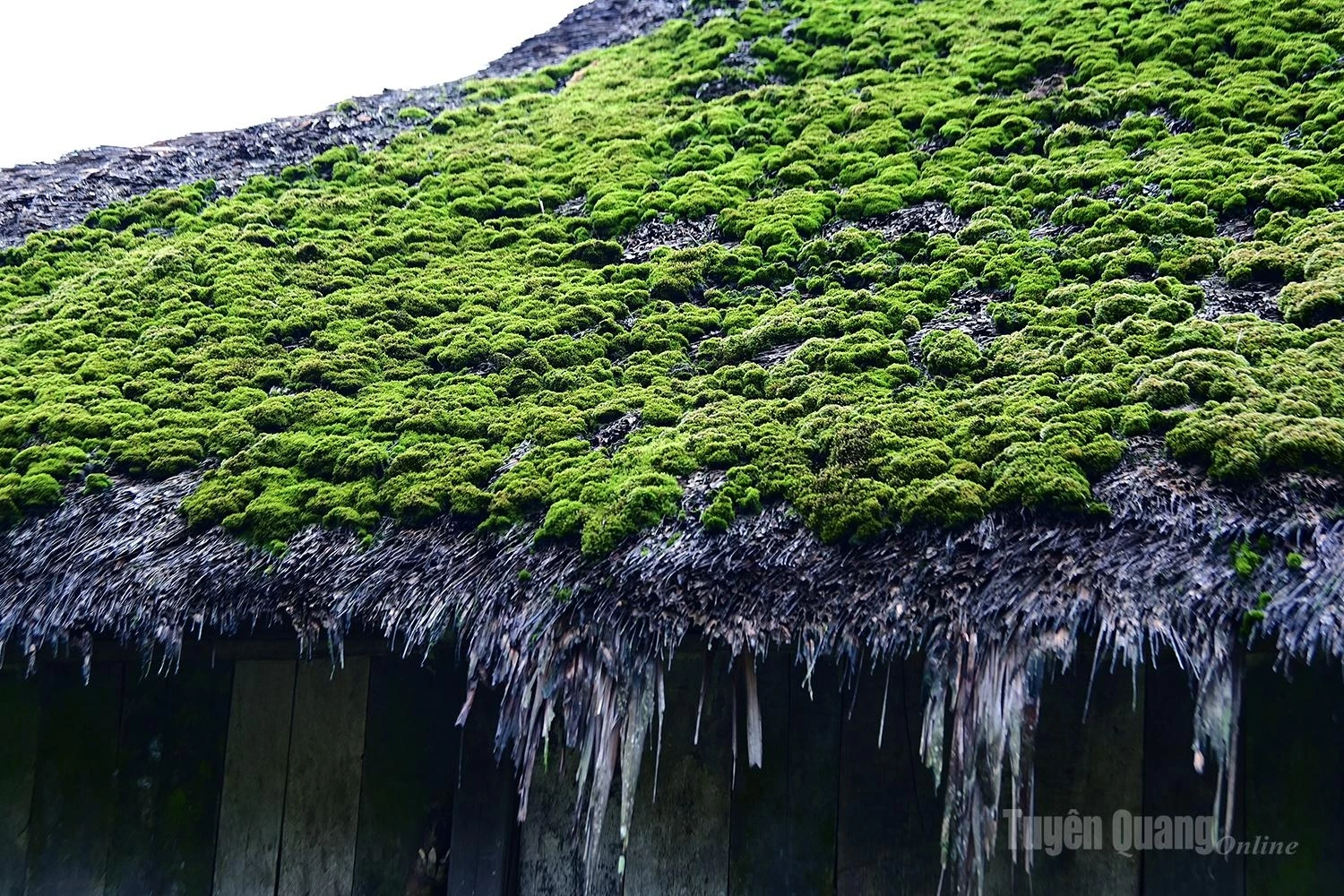 A carpet of green moss covers the rooftops.