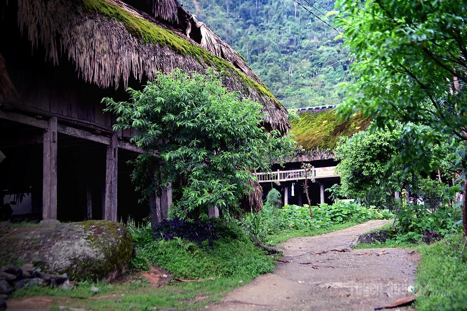 The village is home to dozens of palm-leaf-roofed houses.
