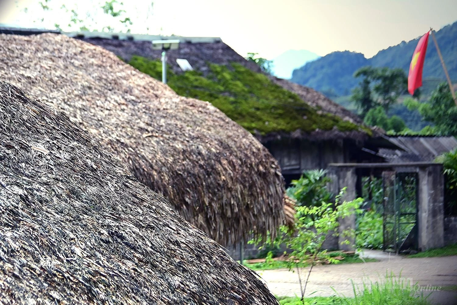 Newly thatched roofs begin to develop moss after about three years.