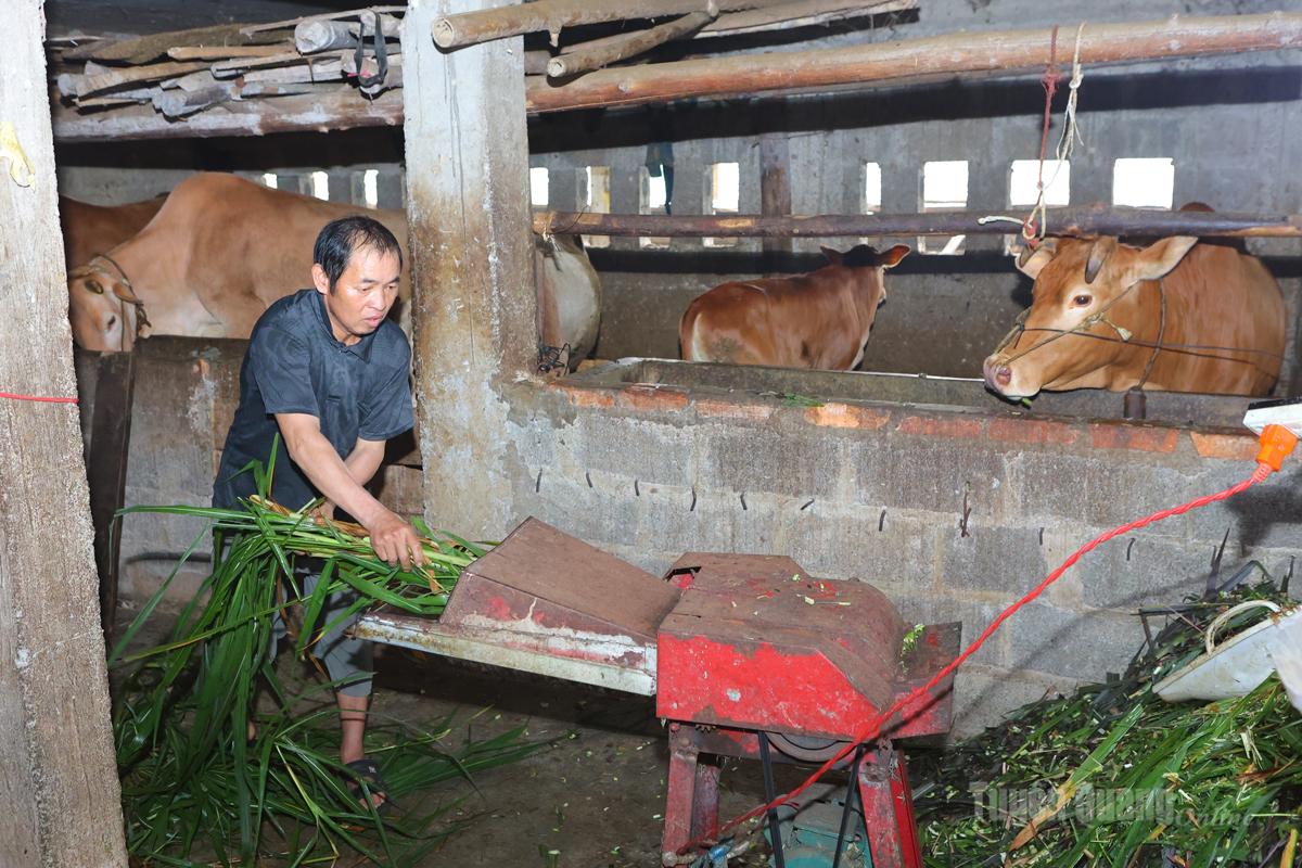 Người dân xã vùng cao Thắng Mố tập trung phát triển chăn nuôi bò, nâng cao thu nhập.