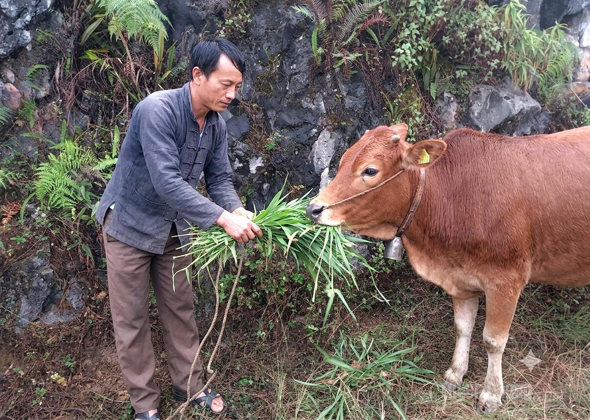 Anh Cử Mí Lùng, thôn Sủng Phính B chăm sóc  bò giống được hỗ trợ từ nguồn vốn Chương trình mục tiêu quốc gia.