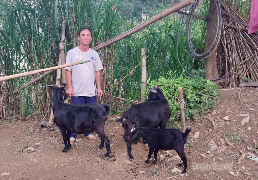 Chuyển đổi sang chăn nuôi dê hàng hóa giúp người dân Thắng Mố nâng cao thu nhập, giảm nghèo bền vững.