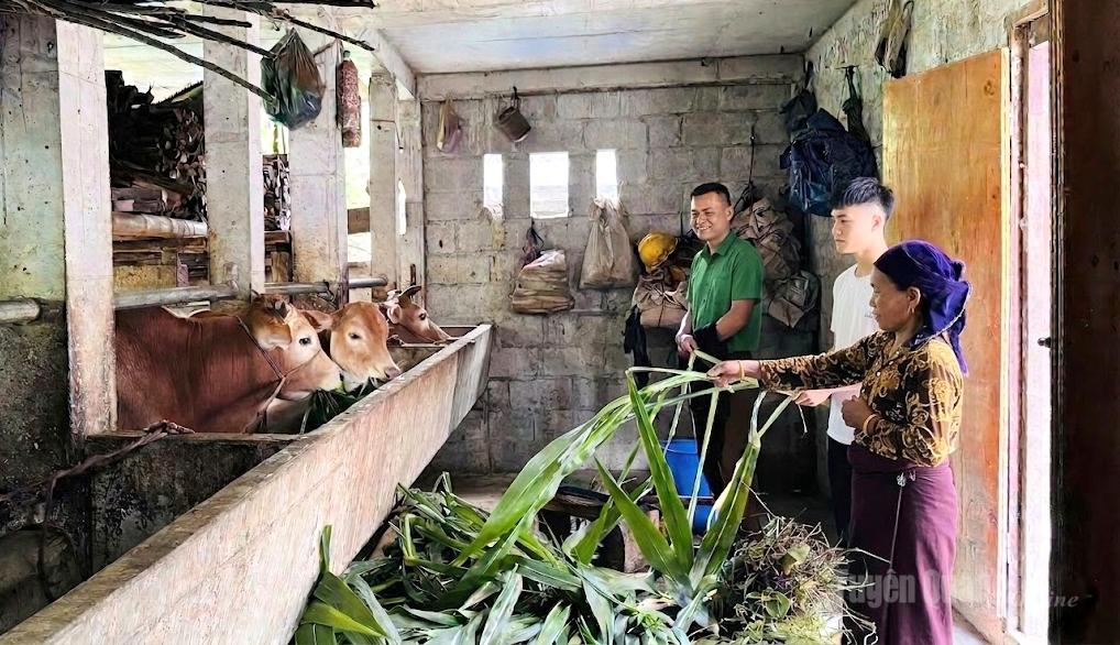Dự án hỗ trợ bò sinh sản giúp người dân thôn Suối Tỷ có thêm sinh kế.