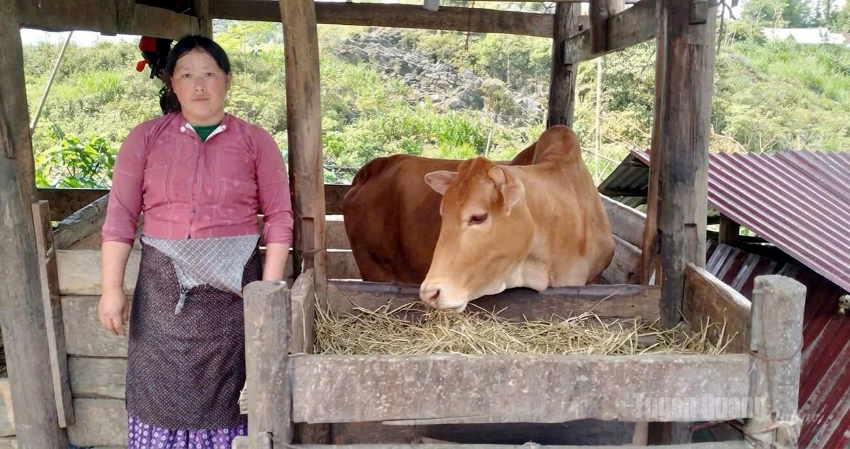 Đàn bò sinh sản đang phát triển tốt, mở ra cơ hội thoát nghèo cho nhiều hộ dân thôn Suối Tỷ.