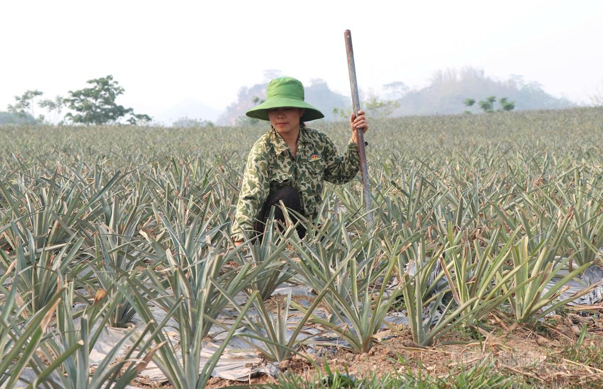 Chị Nguyễn Thị Mỵ, thôn Tân Tiến, xã Sơn Dương đã chuyển đổi toàn bộ diện tích chè già cỗi  sang trồng dứa.
