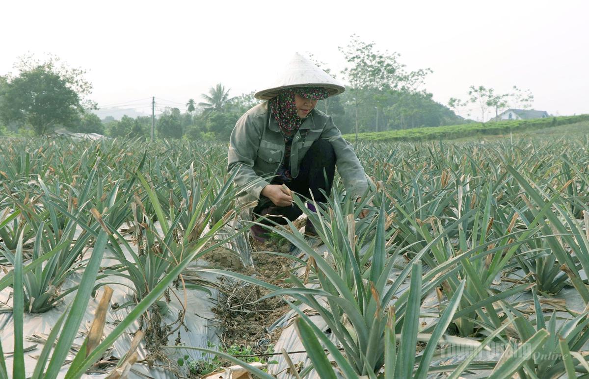 Cây dứa được trồng tại xã Sơn Dương  đang cho những tín hiệu phát triển tốt.